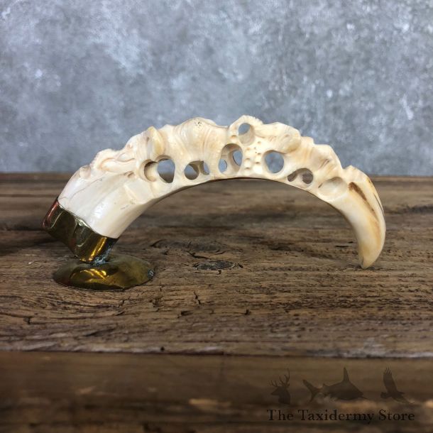 Carved Warthog Tooth For Sale #19959 @ The Taxidermy Store
