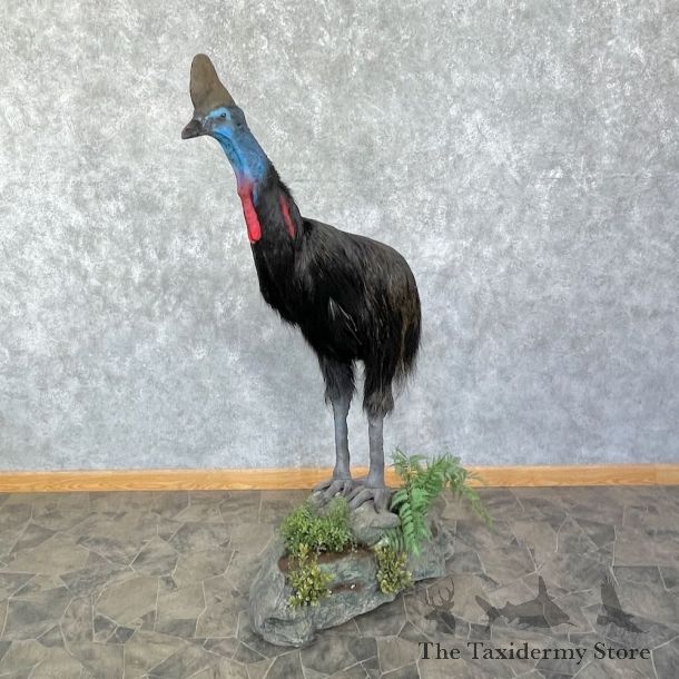 Cassowary Bird Mount For Sale #26165 - The Taxidermy Store Taxidermy Mount #26165 for sale @ The Taxidermy Store