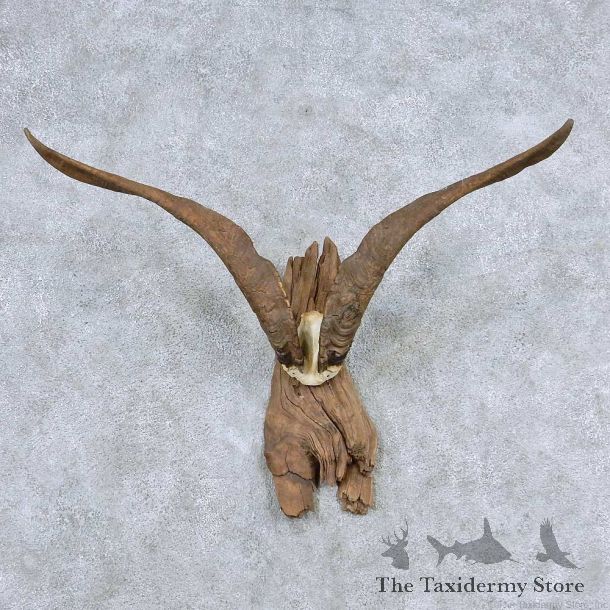 Catalina Goat Horn Taxidermy Mount For Sale #13927 For Sale @ The Taxidermy Store