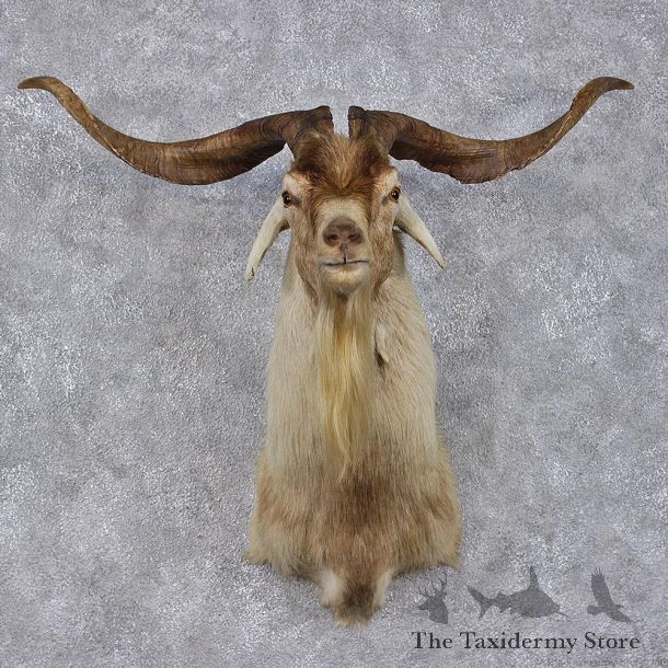 White & Tan Catalina Goat Shoulder Head Mount #12472 For Sale @ The Taxidermy Store