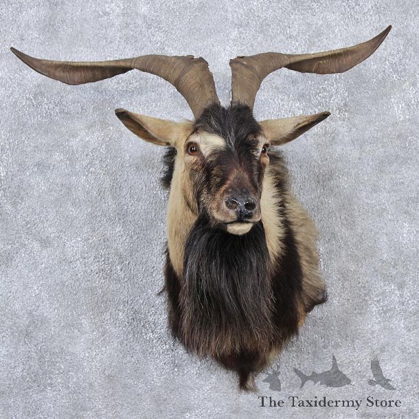 Black & Tan Catalina Goat Shoulder Taxidermy Head Mount #12521 For Sale @ The Taxidermy Store