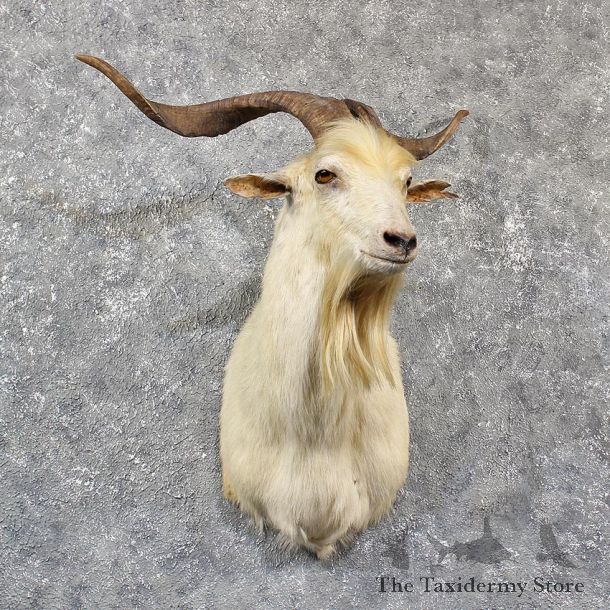 White Catalina Goat Mount #11583 - For Sale @ The Taxidermy Store