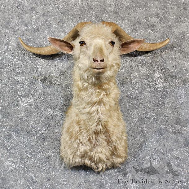 White Catalina Goat Mount #11583 - For Sale @ The Taxidermy Store