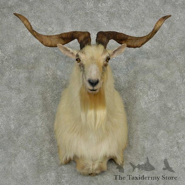 White Catalina Goat Shoulder Mount #13947 For Sale @ The Taxidermy Store