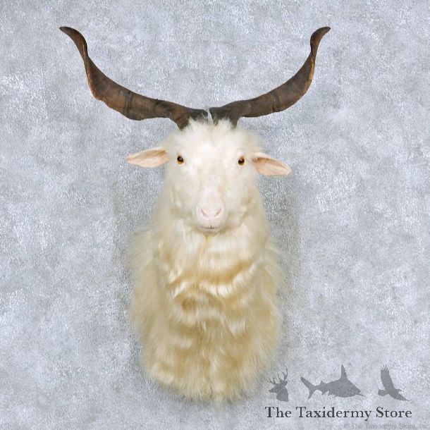 White Catalina Goat Taxidermy Shoulder Mount #13861 For Sale @ The Taxidermy Store
