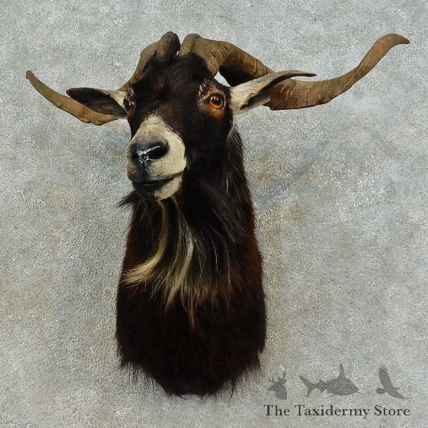 Catalina Goat Shoulder Mount For Sale #16463 @ The Taxidermy Store