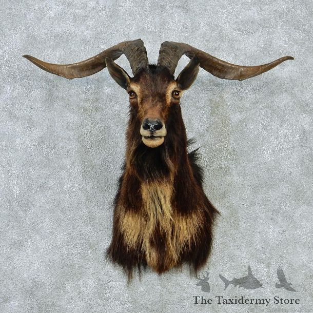 Catalina Goat Shoulder Taxidermy Head Mount #12844 For Sale @ The Taxidermy Store