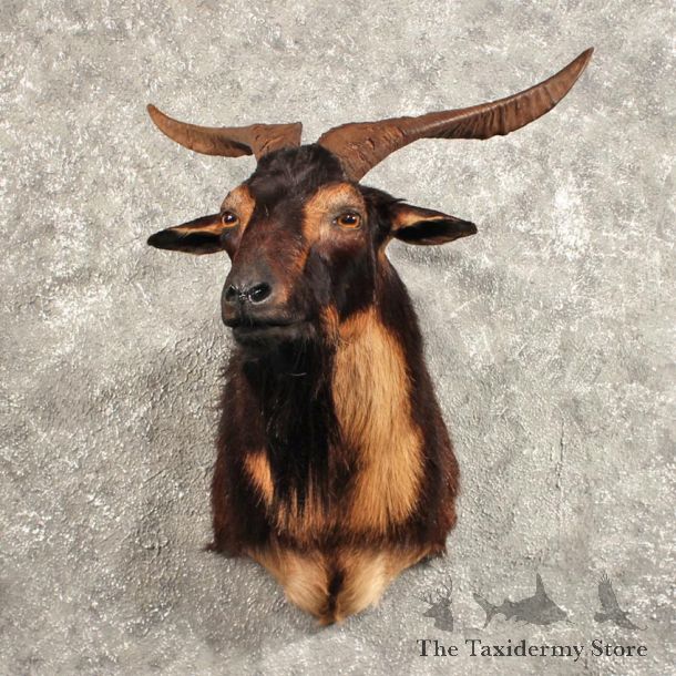 Black Catalina Goat Mount #11452 - For Sale - The Taxidermy Store