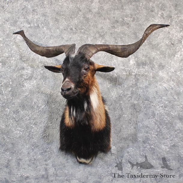 Black & Tan Catalina Goat Mount #11643 For Sale @ The Taxidermy Store