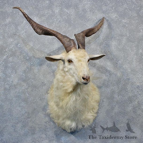 White Catalina Goat Shoulder Head Mount #12025 For Sale @ The Taxidermy Store