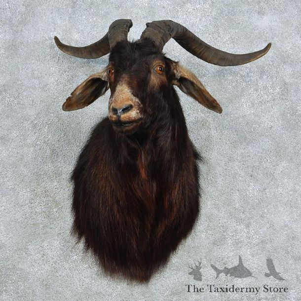 Black Catalina Goat Taxidermy Shoulder Mount #13069 For Sale @ The Taxidermy Store