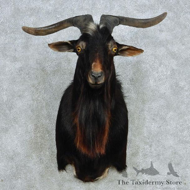 Black Catalina Goat Taxidermy Shoulder Mount #13070 For Sale @ The Taxidermy Store