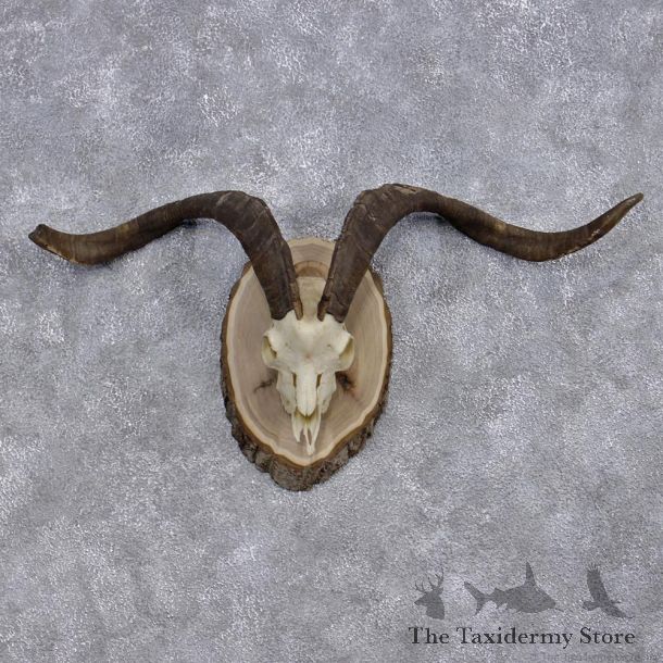 Catalina Goat Taxidermy Horn Plaque Mount #10007 For Sale @ The Taxidermy Store