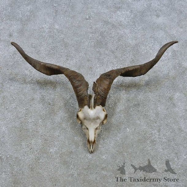 Catalina Goat Skull & Horn European Mount For Sale #15156 @ The Taxidermy Store