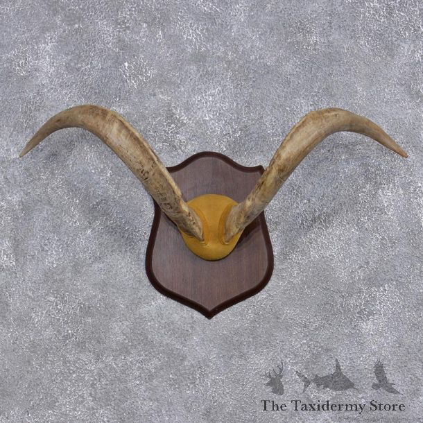 Catalina Goat Taxidermy Leather Horn Plaque #10923 For Sale @ The Taxidermy Store