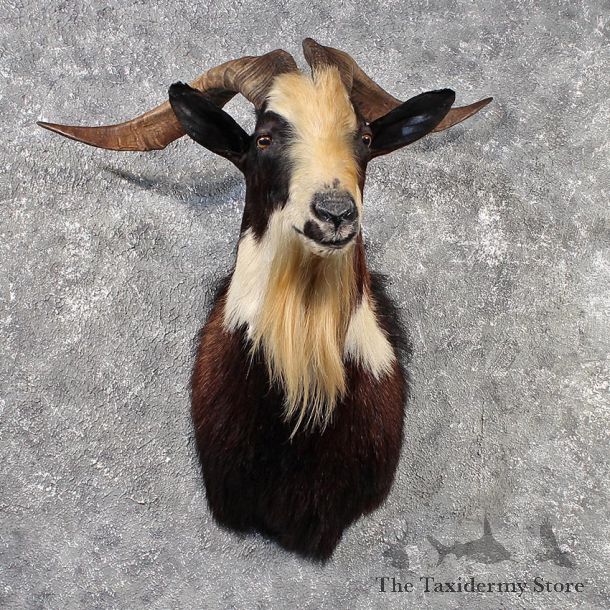 Black Catalina Goat Mount #11453 - For Sale - The Taxidermy Store