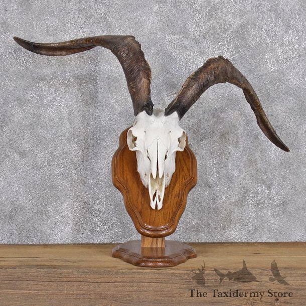 Catalina Goat Skull & Horn Taxidermy Plaque Mount #10915 For Sale @ The Taxidermy Store