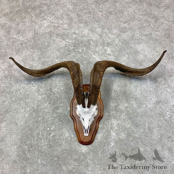 Catalina Goat European Mount For Sale #23432 @ The Taxidermy Store