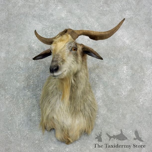Catalina Goat Shoulder Mount For Sale #17812 @ The Taxidermy Store
