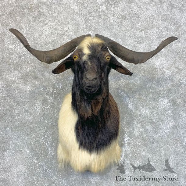 Catalina Goat Shoulder Mount For Sale #23953 @ The Taxidermy Store