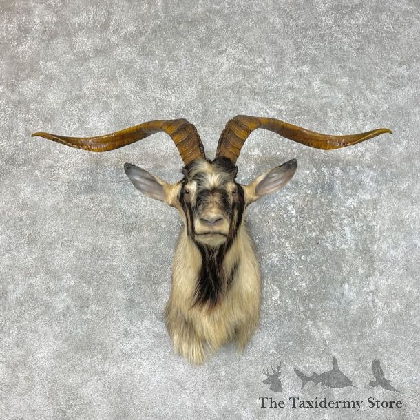 Catalina Goat Shoulder Mount For Sale #25499 - The Taxidermy Store