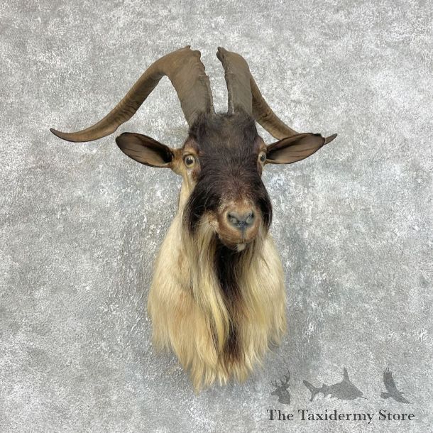 Catalina Goat Shoulder Mount For Sale #25740 @ The Taxidermy Store