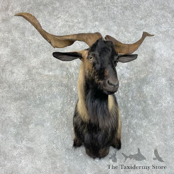 Catalina Goat Shoulder Mount For Sale #25792 @ The Taxidermy Store