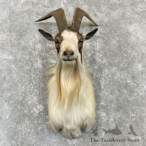 Catalina Goat Shoulder Mount For Sale #27142 @ The Taxidermy Store