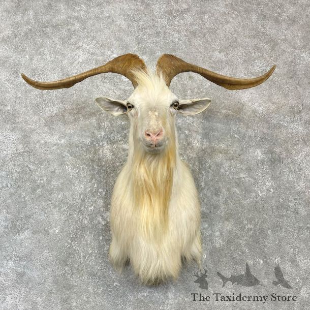 Catalina Goat Shoulder Mount For Sale #27143 - The Taxidermy Store