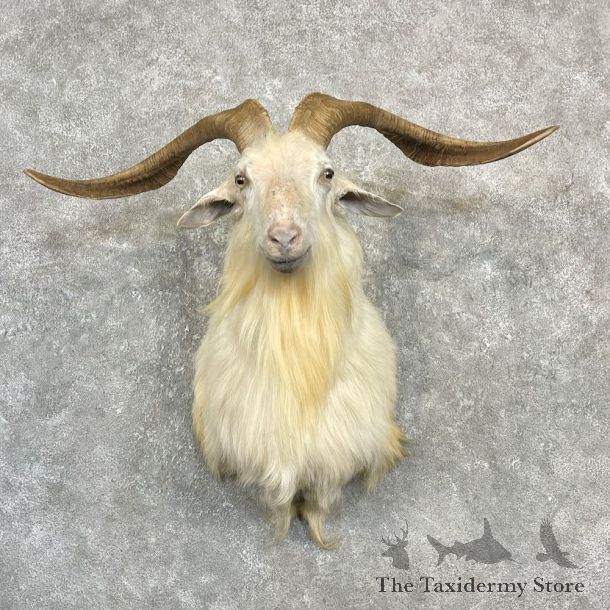 Catalina Goat Shoulder Mount For Sale #27144 @ The Taxidermy Store
