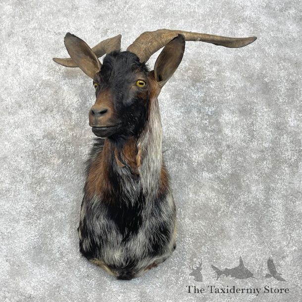 Catalina Goat Shoulder Mount For Sale #28345 @ The Taxidermy Store