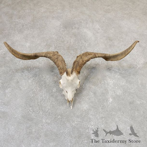 Catalina Goat Skull & Horn European Mount For Sale #19018 @ The Taxidermy Store