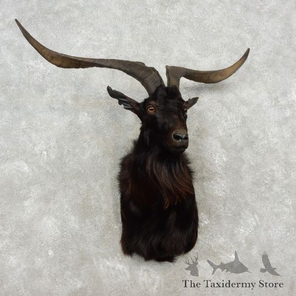 Catalina Goat Shoulder Mount For Sale #17352 @ The Taxidermy Store