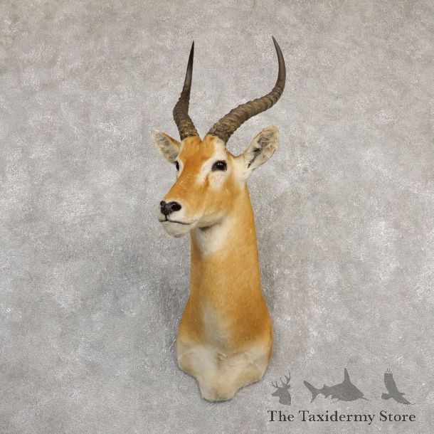 Central African Kob Taxidermy Shoulder Mount For Sale #20291 @ The Taxidermy Store