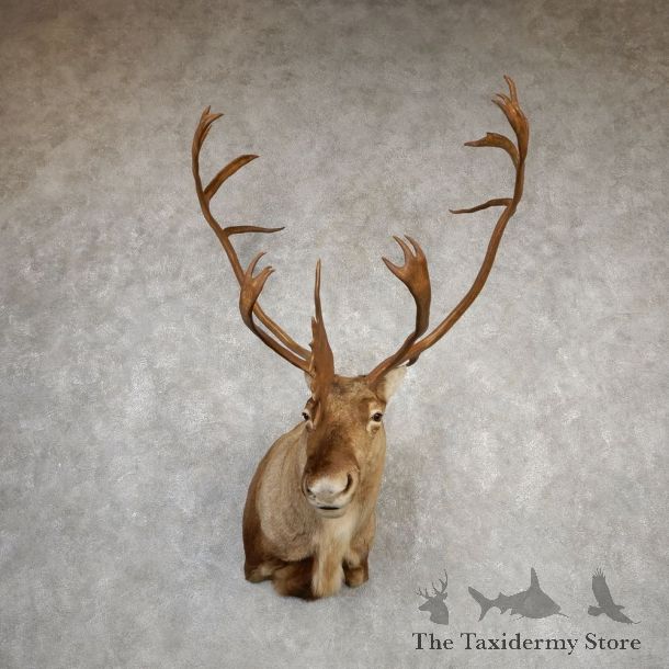 Central Canada Barren Ground Caribou Shoulder Mount For Sale #20337 @ The Taxidermy Store