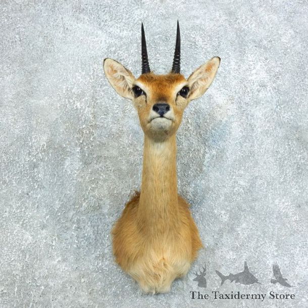 Central Oribi Shoulder Mount For Sale #28921 @ The Taxidermy Store