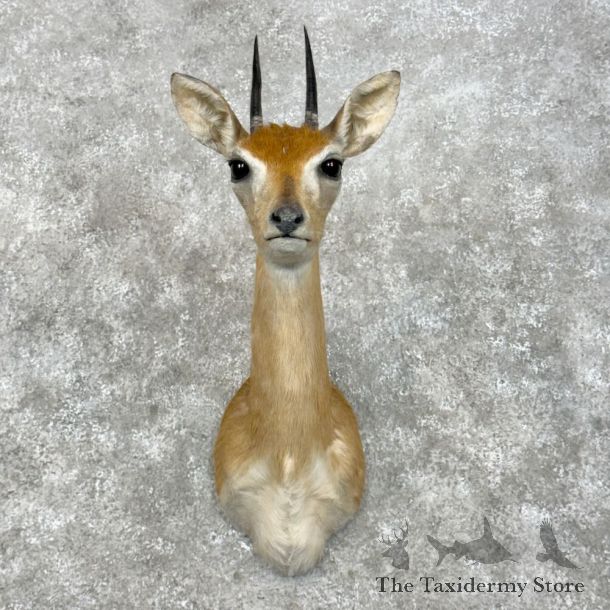 Central Oribi Shoulder Mount For Sale #28948 @ The Taxidermy Store