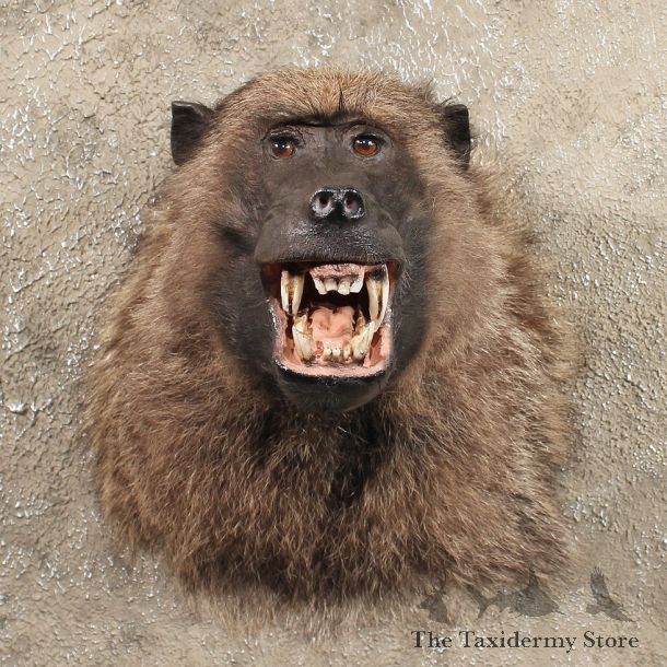 Chacma Baboon Life Size Mount #11427 - For Sale - The Taxidermy Store