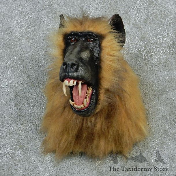 Chacma Baboon Taxidermy Shoulder Mount #12913 For Sale @ The Taxidermy Store