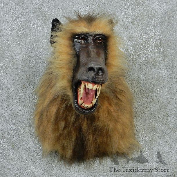 Chacma Baboon Taxidermy Shoulder Mount #12914 For Sale @ The Taxidermy Store