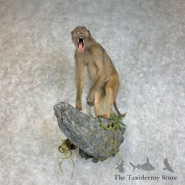 Chacma Baboon Taxidermy Life Size Mount #25848 For Sale @The Taxidermy Store