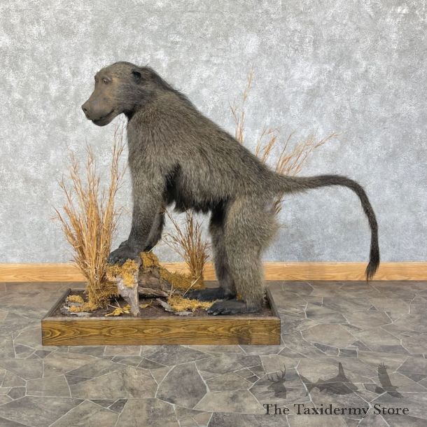 Chacma Baboon Taxidermy Life Size Mount #25863 For Sale @The Taxidermy Store