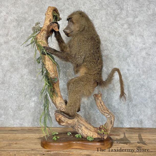 Chacma Baboon Life Size Mount For Sale #27743 @The Taxidermy Store
