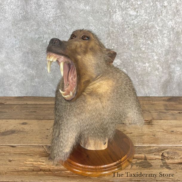 Chacma Baboon Pedestal Mount For Sale #27126 @ The Taxidermy Store