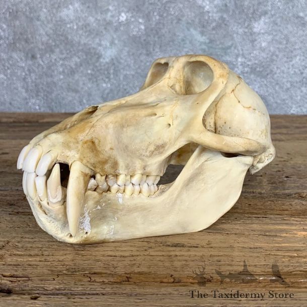 Chacma Baboon Taxidermy Full Skull Mount #22061 For Sale @The Taxidermy Store