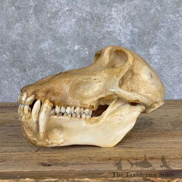 Chacma Baboon Taxidermy Full Skull Mount #22067 For Sale @The Taxidermy Store
