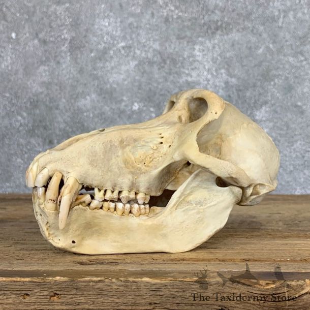 Chacma Baboon Taxidermy Full Skull Mount #22068 For Sale @The Taxidermy Store