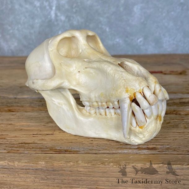 Chacma Baboon Taxidermy Full Skull Mount #24202 For Sale @The Taxidermy Store