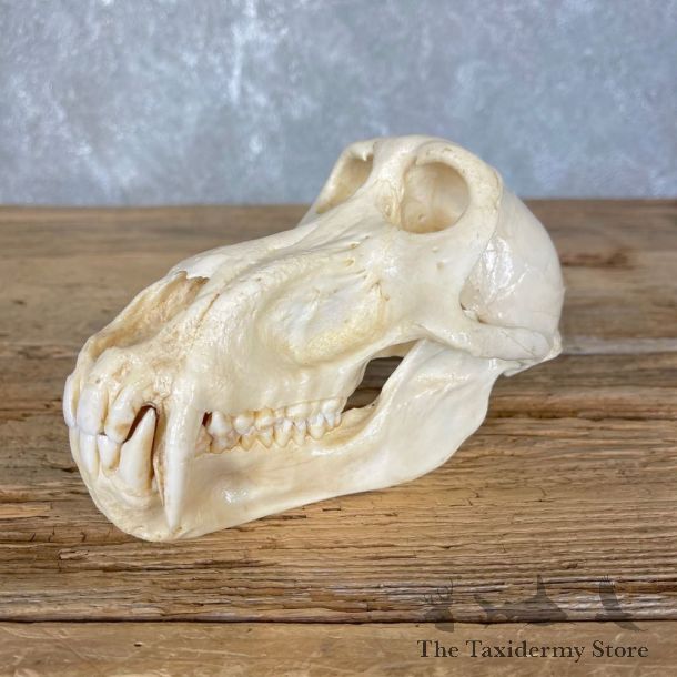 Chacma Baboon Taxidermy Full Skull Mount #24203 For Sale @The Taxidermy Store