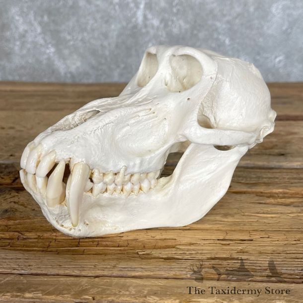 Chacma Baboon Taxidermy Full Skull Mount #24204 For Sale @The Taxidermy Store